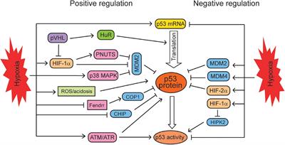 The Interplay Between Tumor Suppressor p53 and Hypoxia Signaling Pathways in Cancer